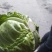 【甘蓝】圆包菜河北昌黎一条龙发全国货源稳定