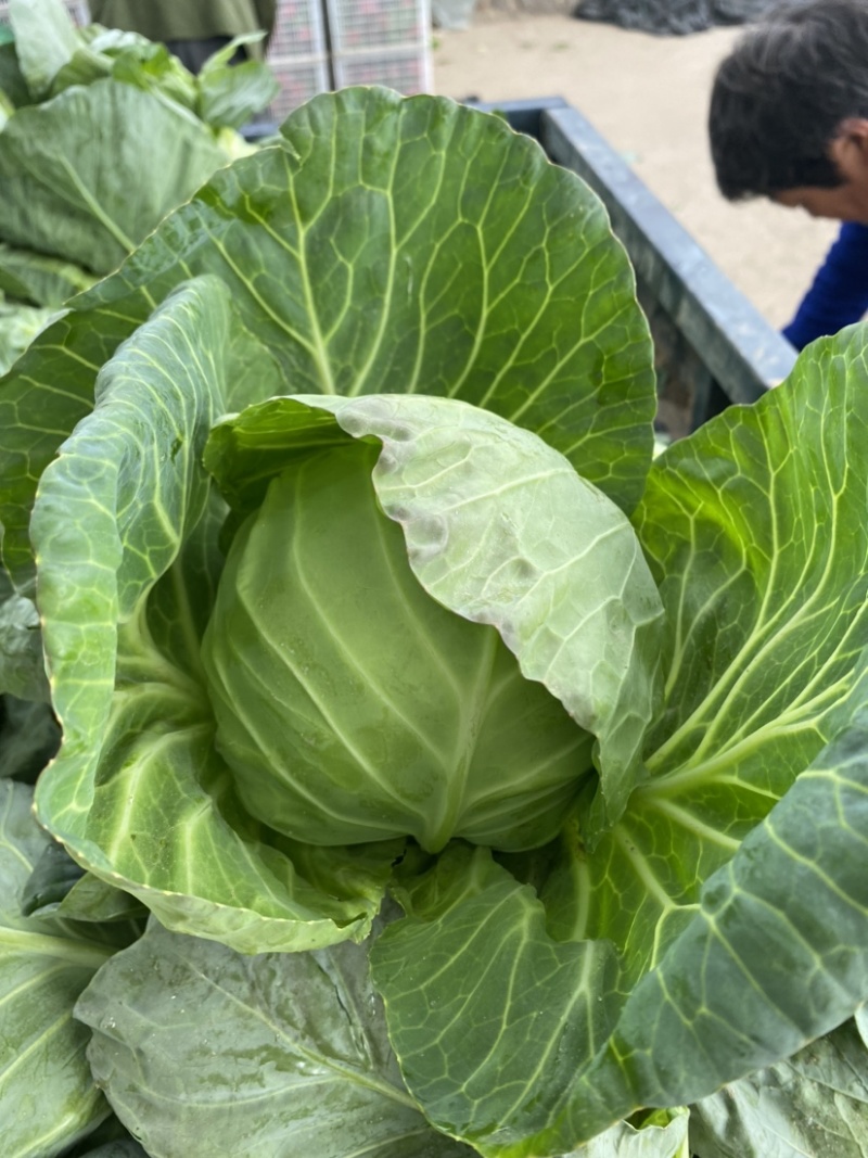 【甘蓝】圆包菜河北昌黎一条龙发全国货源稳定