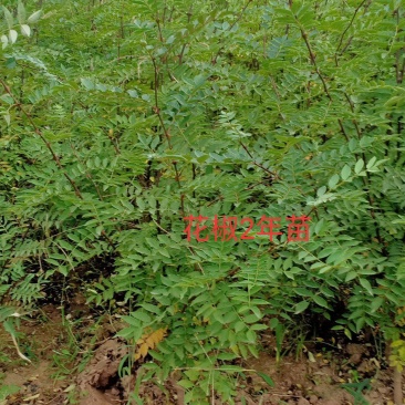 2年狮子头花椒苗