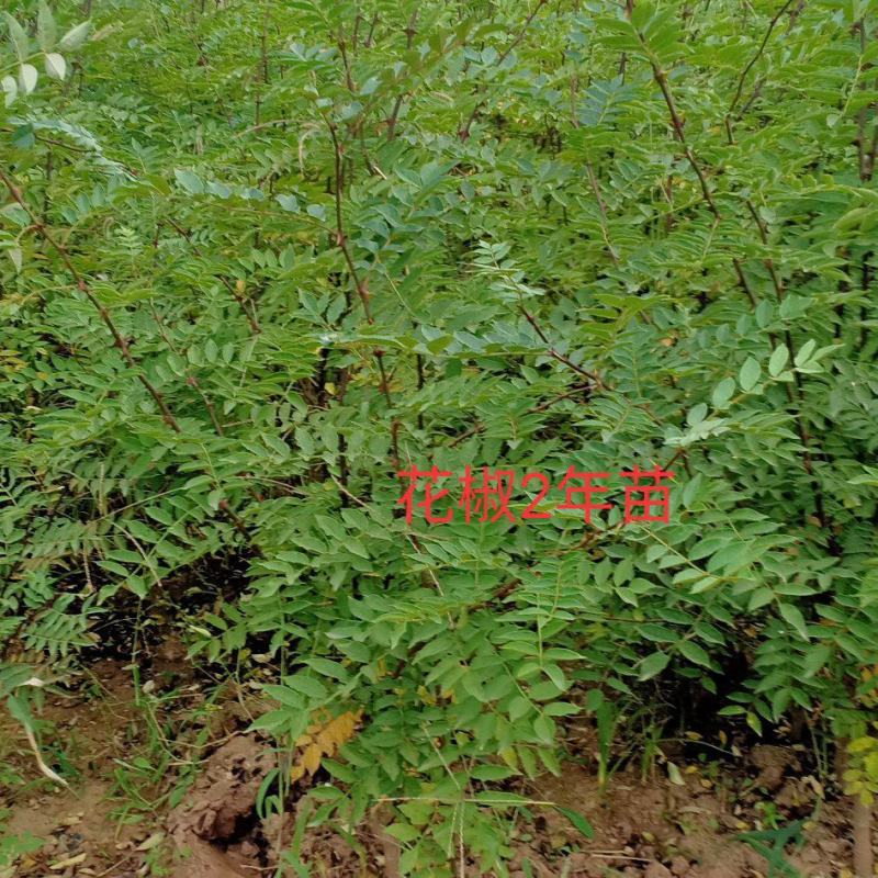 2年狮子头花椒苗