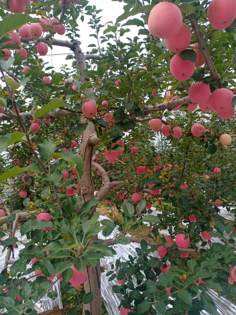 【推荐】天水套袋富士大量上市现对接各大平台支持视频看货