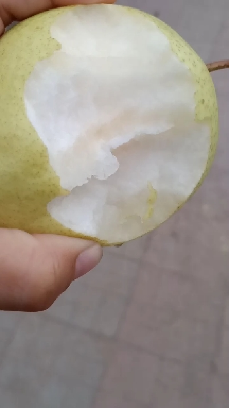 代州酥梨核小，皮薄馅大，水分十足，口感很好，甜度达到14