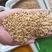燕麦米，2022年纯新货，产地张家口，质量好，价格上涨。