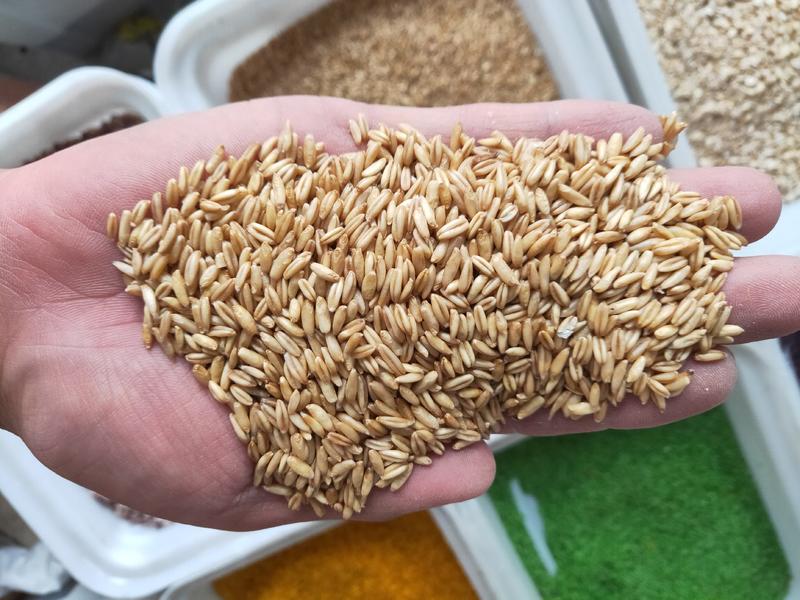 燕麦米，2022年纯新货，产地张家口，质量好，价格上涨。