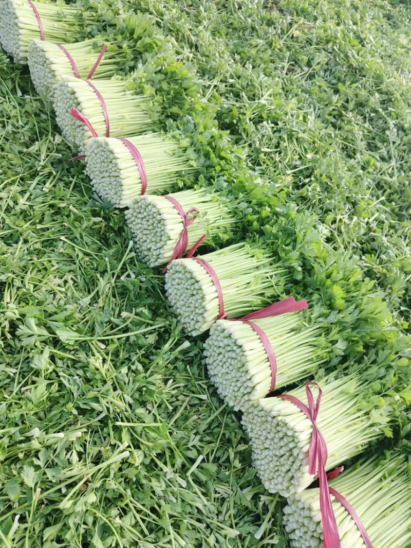 芹菜山东西芹芹菜上市中，优质细棵.中棵菜做工精细