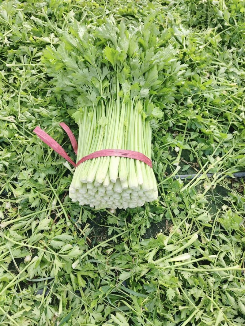 芹菜山东西芹芹菜上市中，优质细棵.中棵菜做工精细