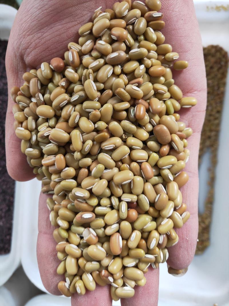青竹豆，也叫爬豆，口感好，价格低，很受馅料厂家欢迎。