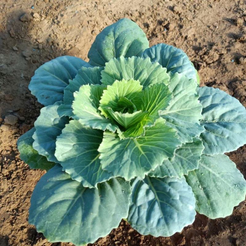 羽衣甘蓝抗冻草花羽衣甘蓝羽衣甘蓝批发基地大量有货