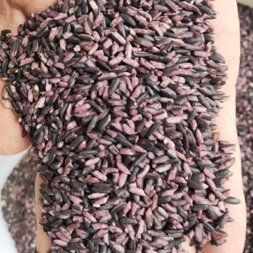 紫糯米，产地中国云南，也叫墨江紫米，口感软糯香甜。