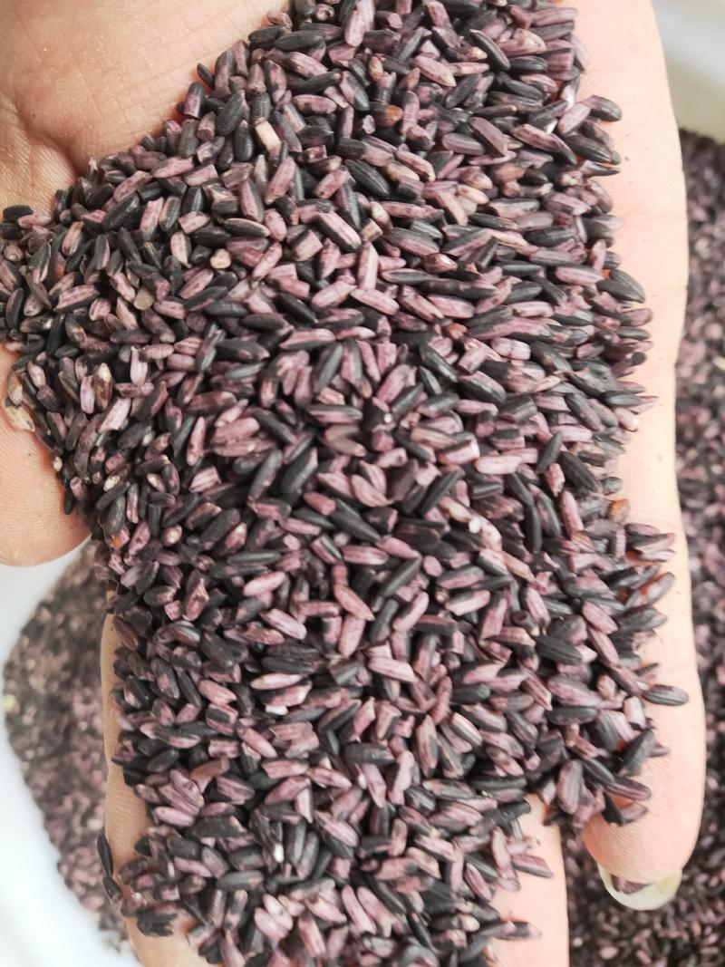 紫糯米，产地中国云南，也叫墨江紫米，口感软糯香甜。