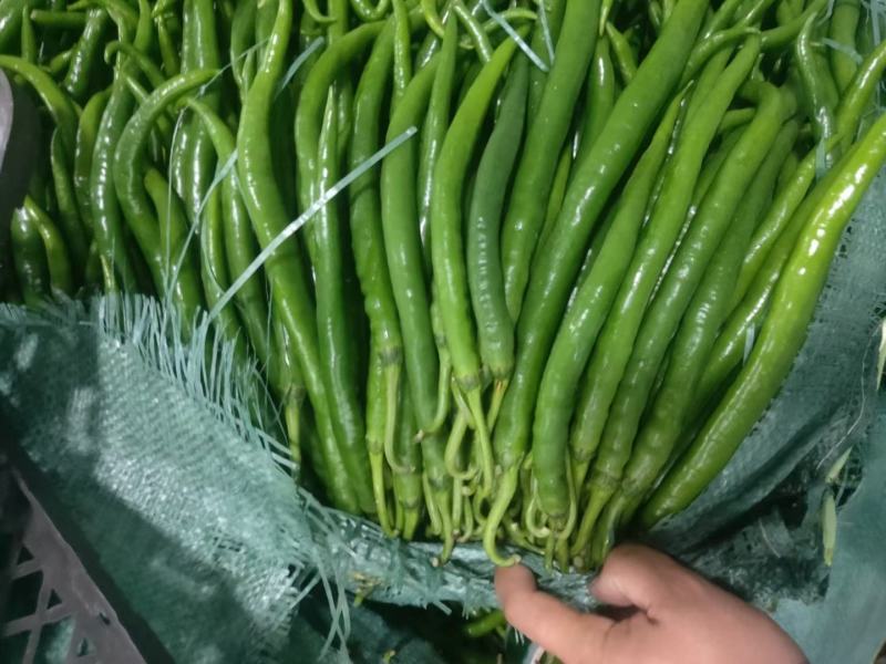 云南西双版纳二荆条线椒、美人椒和小米椒大量上市当中