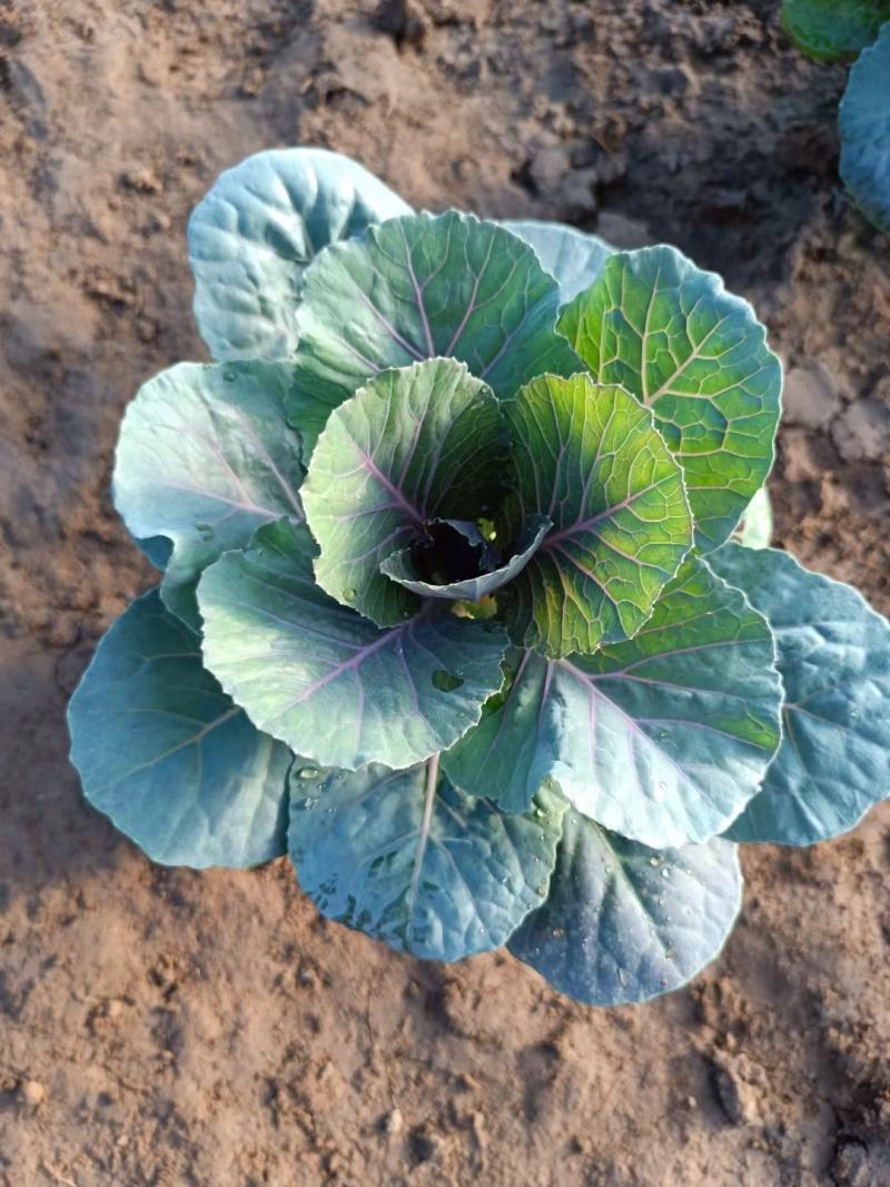 羽衣甘蓝抗冻草花羽衣甘蓝羽衣甘蓝批发基地大量有货