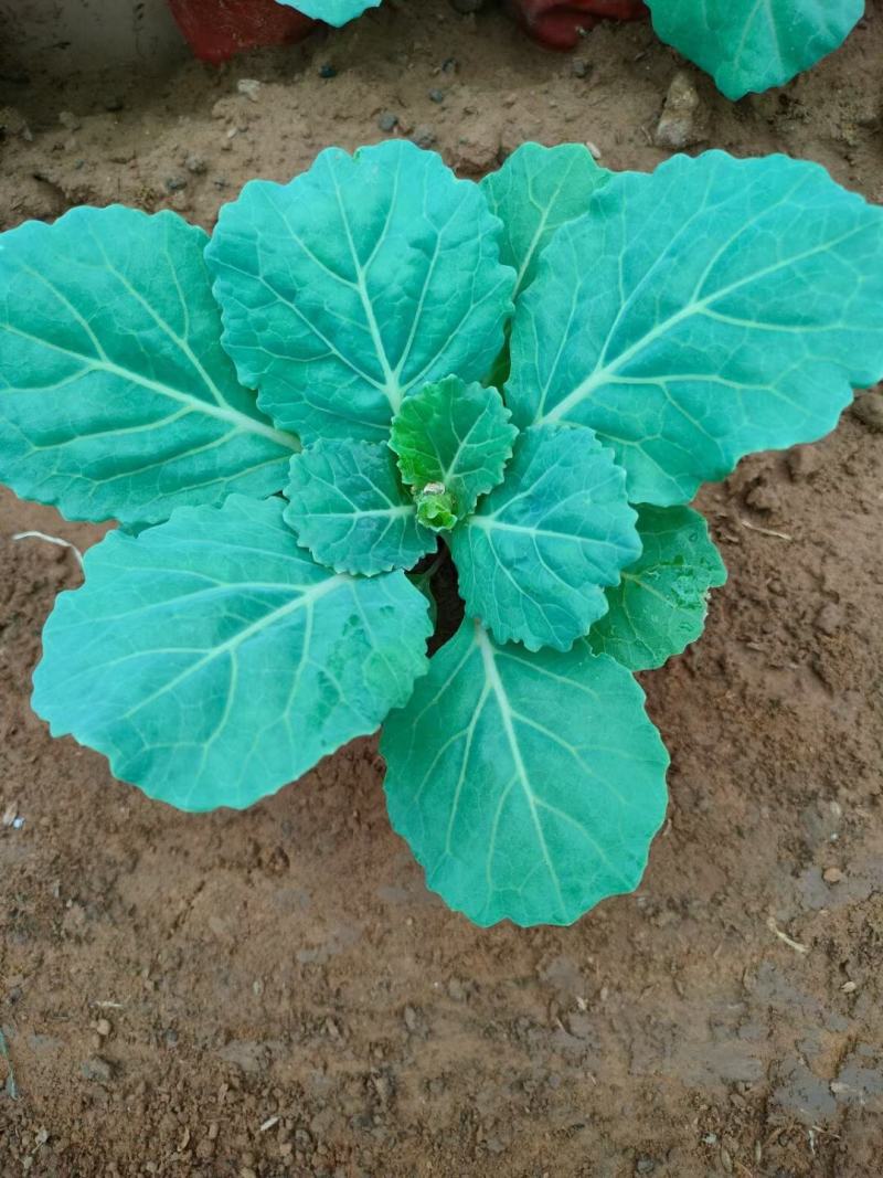 羽衣甘蓝抗冻草花羽衣甘蓝羽衣甘蓝批发基地大量有货