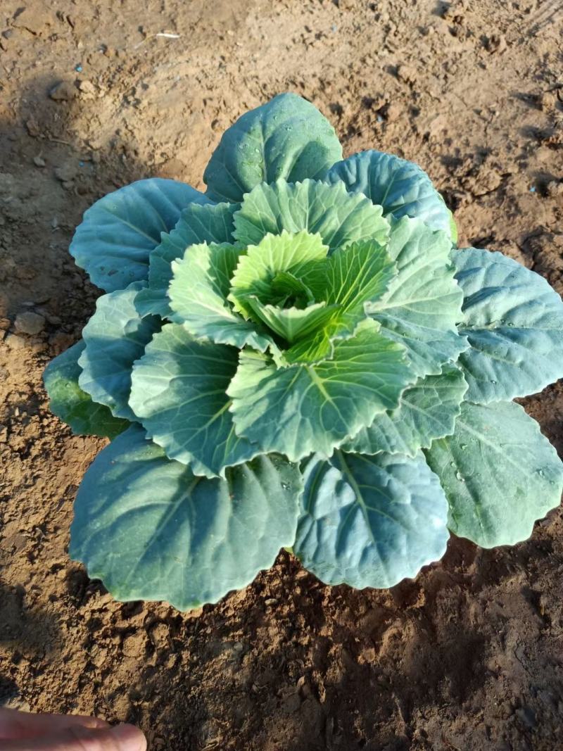 羽衣甘蓝抗冻草花羽衣甘蓝羽衣甘蓝批发基地大量有货
