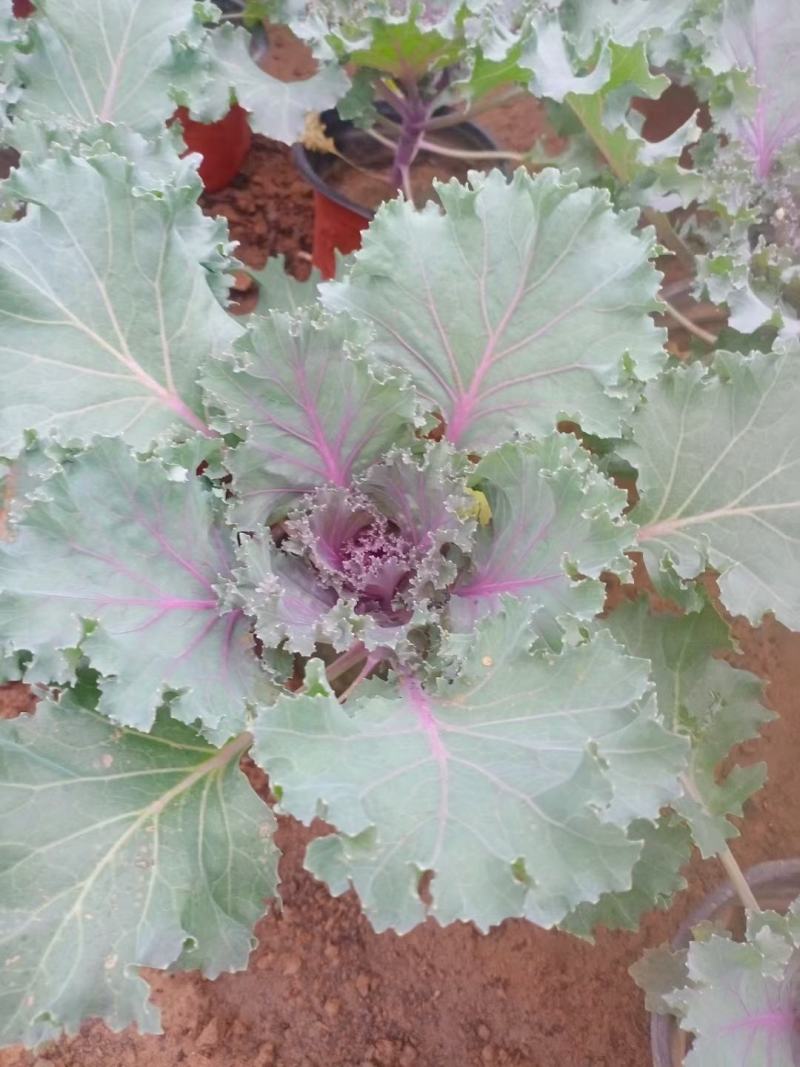 羽衣甘蓝抗冻草花羽衣甘蓝羽衣甘蓝批发基地大量有货