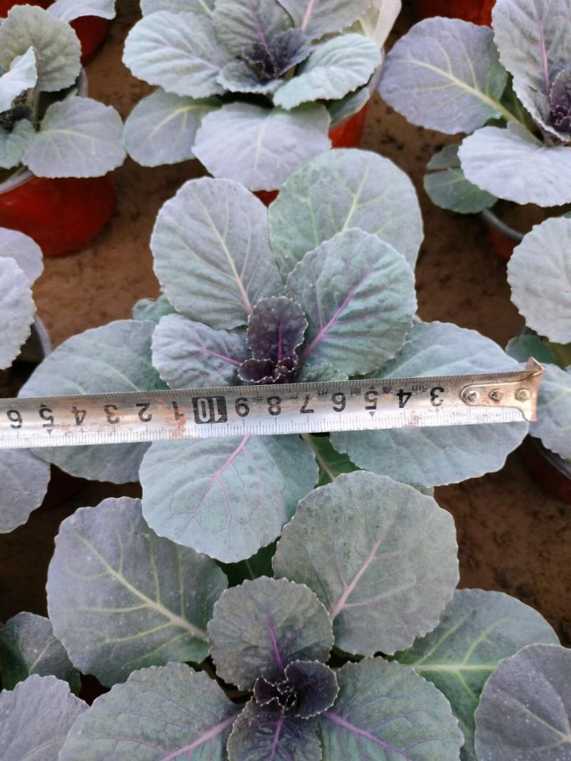 羽衣甘蓝抗冻草花羽衣甘蓝羽衣甘蓝批发基地大量有货