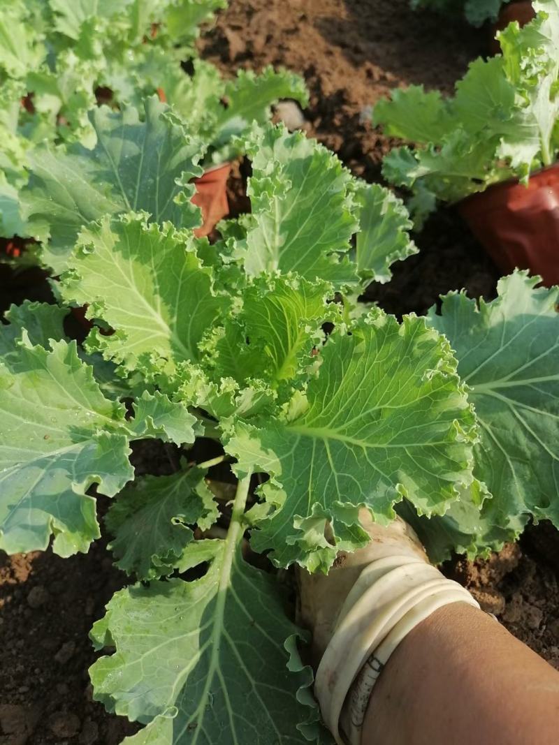 羽衣甘蓝抗冻草花羽衣甘蓝羽衣甘蓝批发基地大量有货