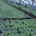 羽衣甘蓝抗冻草花羽衣甘蓝羽衣甘蓝批发基地大量有货