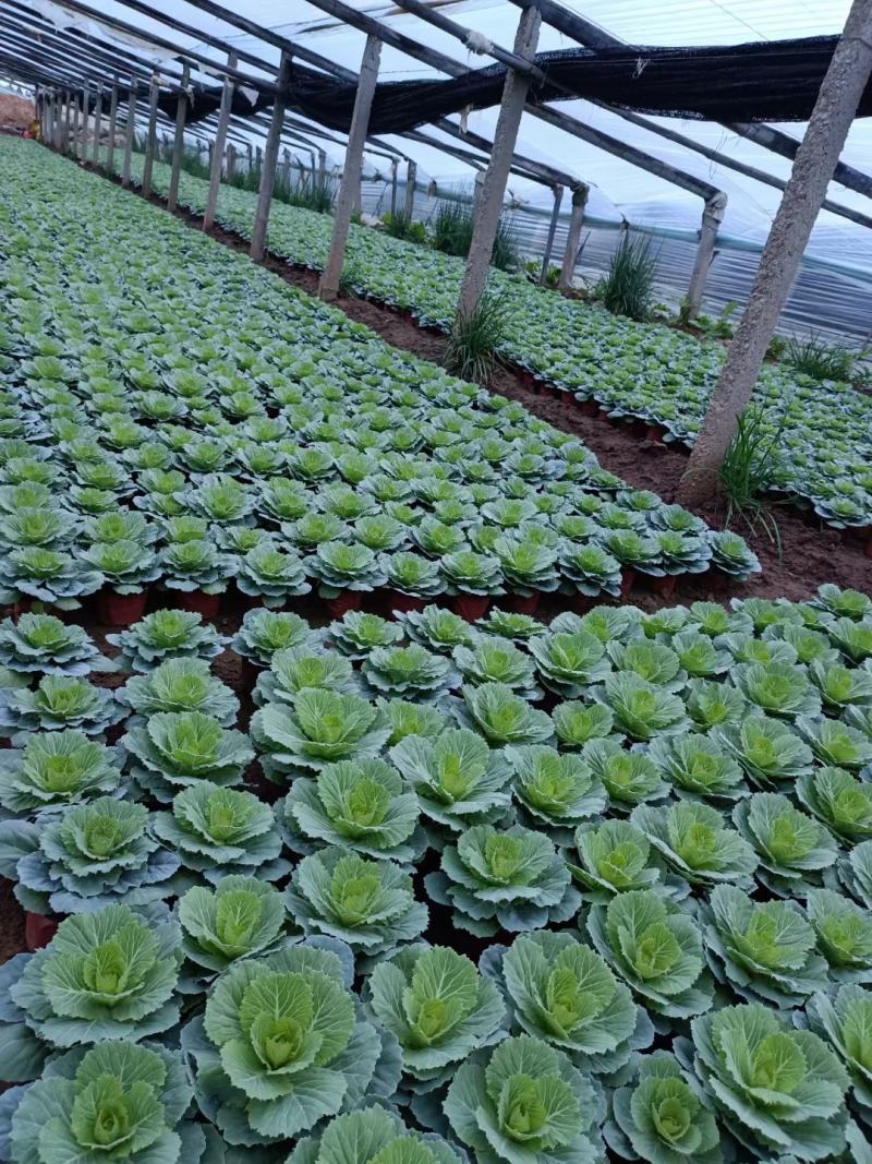 羽衣甘蓝抗冻草花羽衣甘蓝羽衣甘蓝批发基地大量有货
