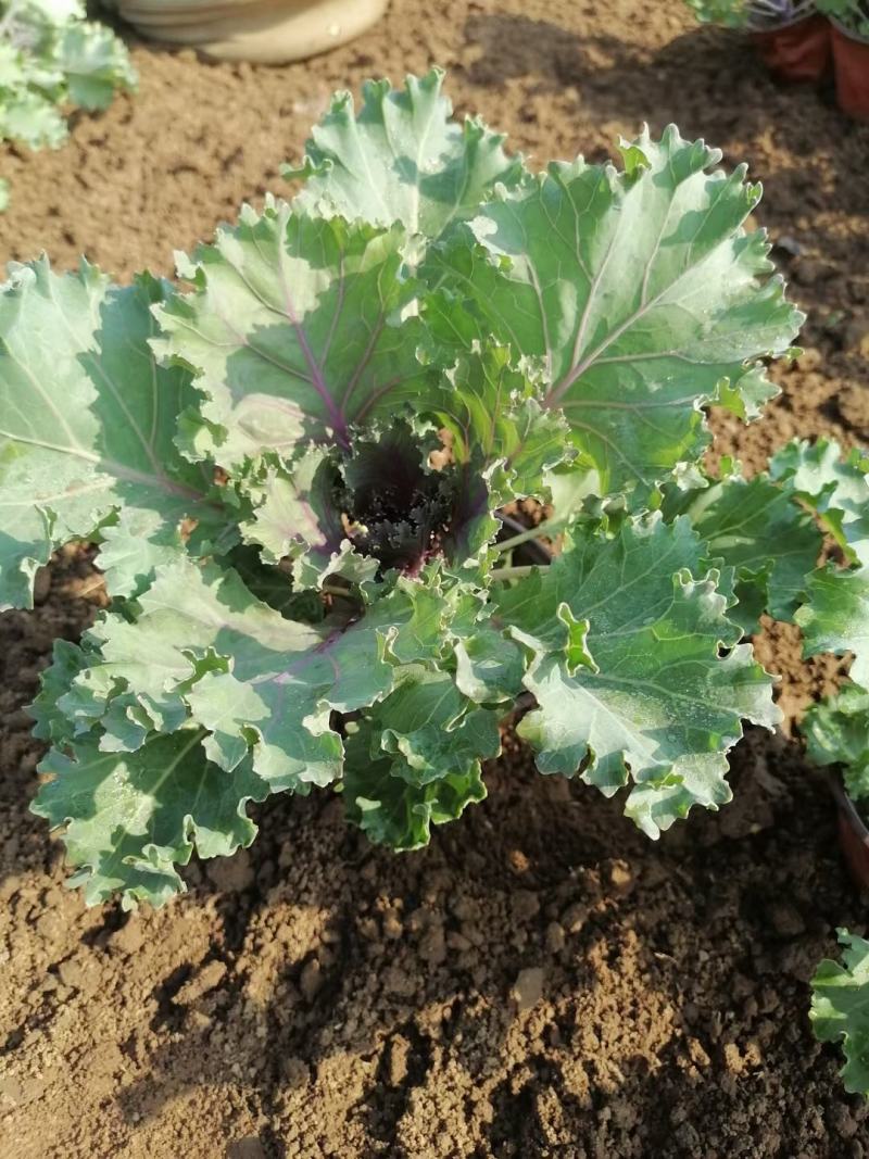 羽衣甘蓝抗冻草花羽衣甘蓝羽衣甘蓝批发基地大量有货