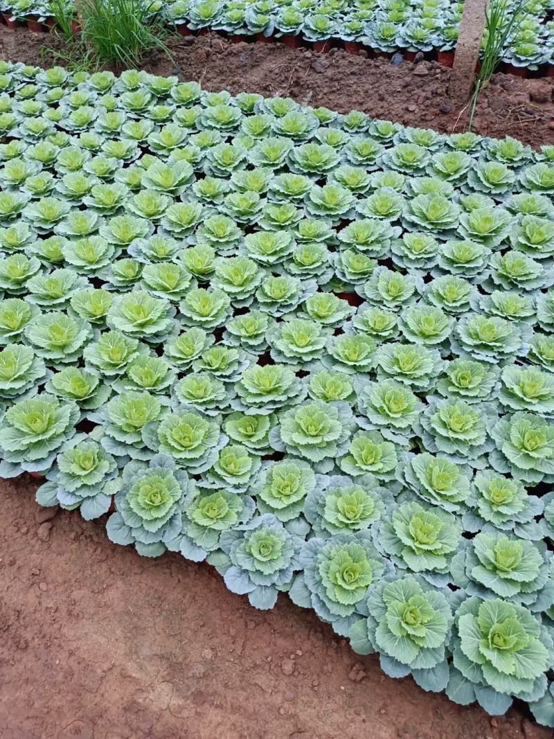 羽衣甘蓝抗冻草花羽衣甘蓝羽衣甘蓝批发基地大量有货