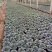 羽衣甘蓝抗冻草花羽衣甘蓝羽衣甘蓝批发基地大量有货