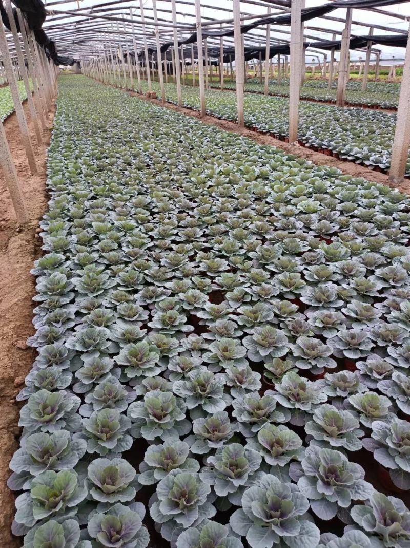 羽衣甘蓝抗冻草花羽衣甘蓝羽衣甘蓝批发基地大量有货