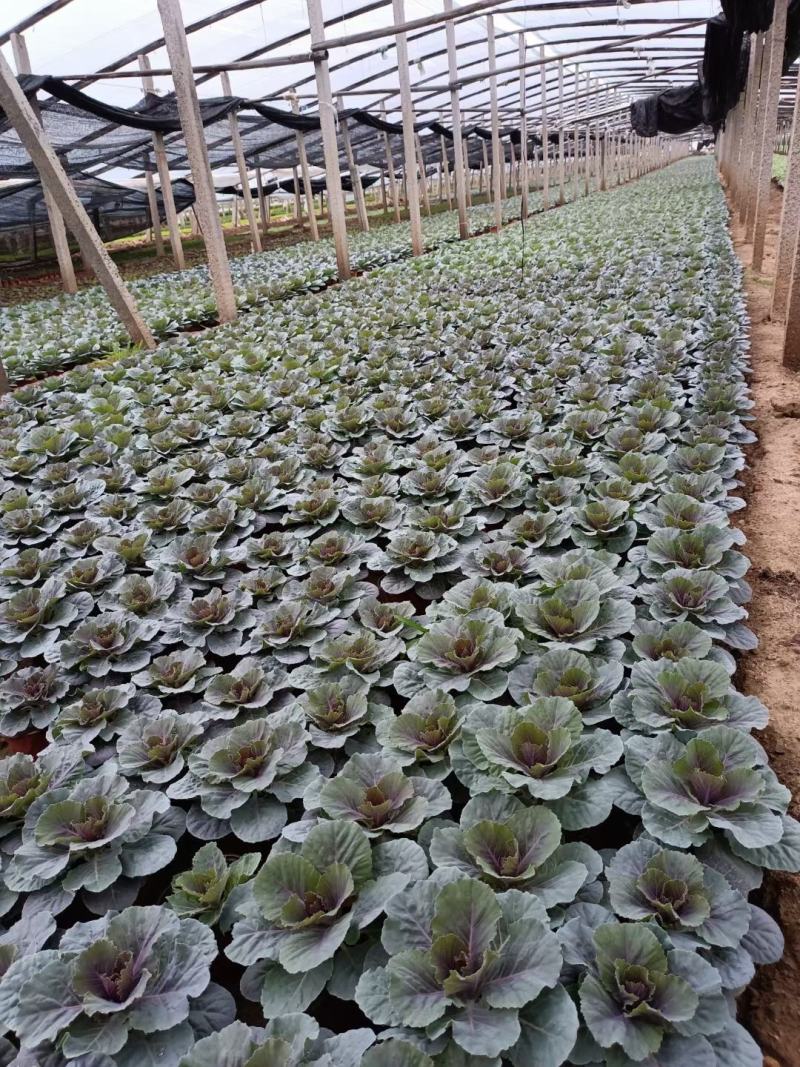 羽衣甘蓝抗冻草花羽衣甘蓝羽衣甘蓝批发基地大量有货