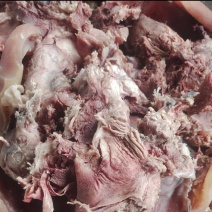 牛头肉
