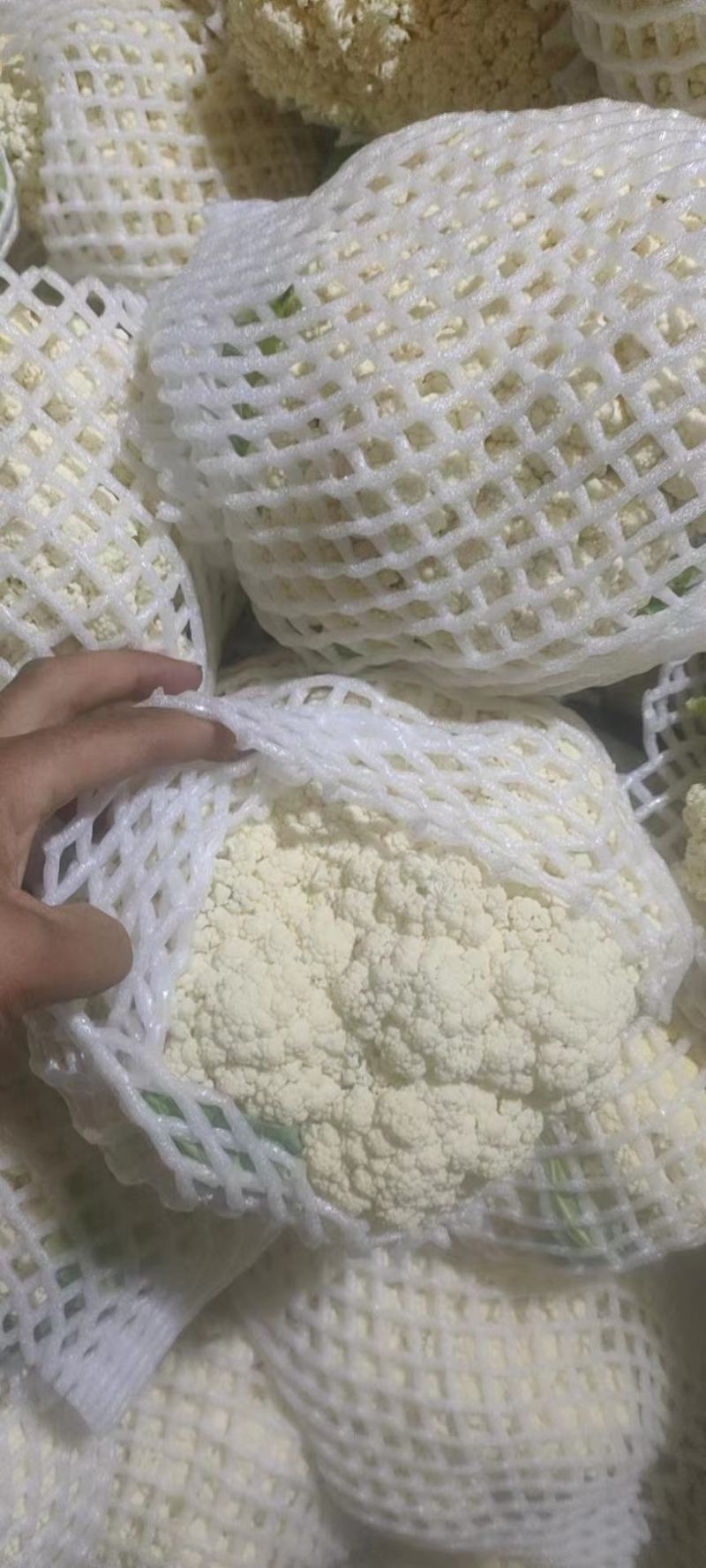 唐山有机花大量上市，个头小，颜色白，质量好