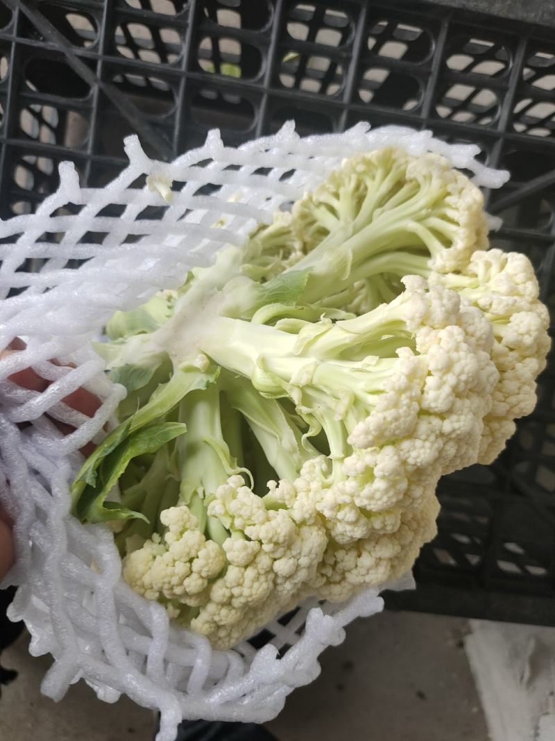 唐山有机花大量上市，个头小，颜色白，质量好
