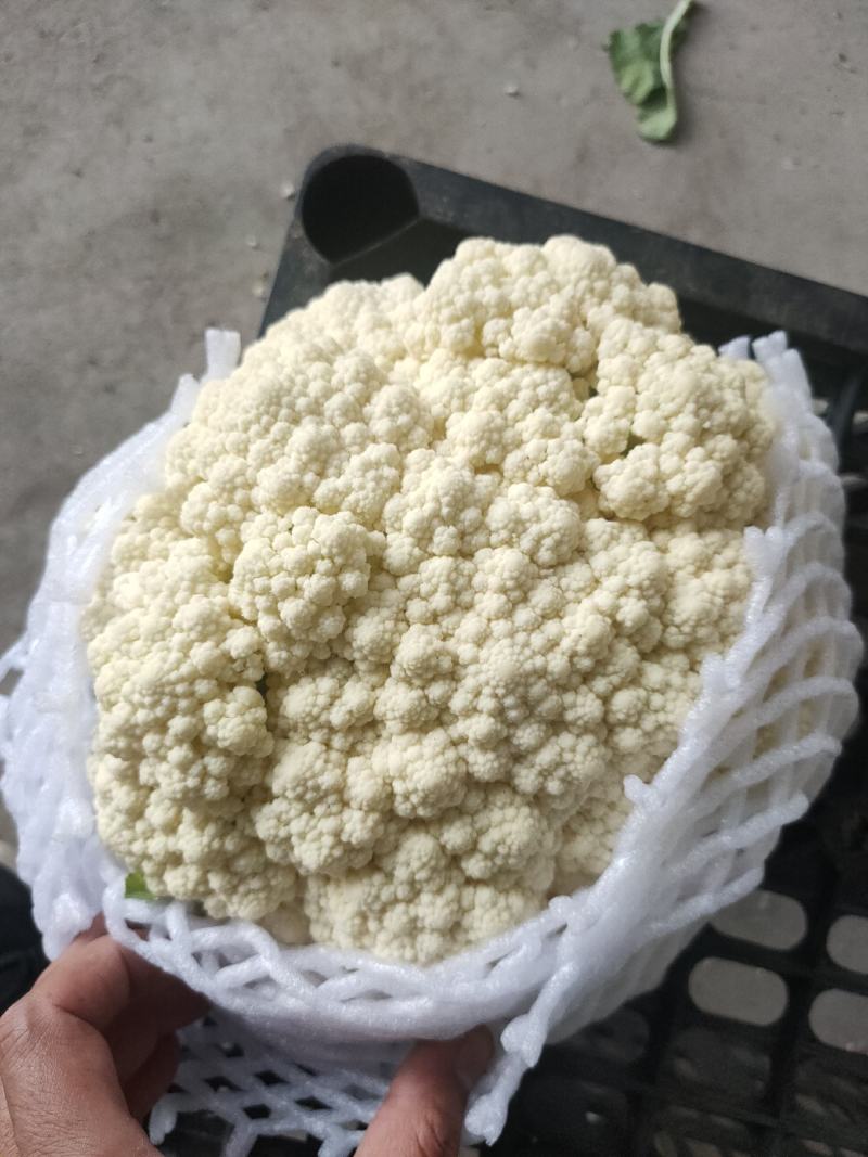 唐山有机花大量上市，个头小，颜色白，质量好