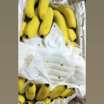 精品香蕉100元三箱质量三包需要的老板联系