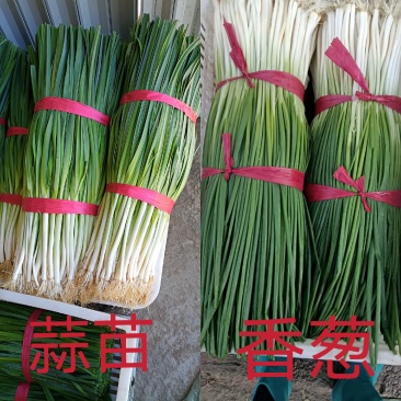 香葱