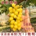新品种阳光十三葡萄苗保证品种保证质量纯度南北方可种植