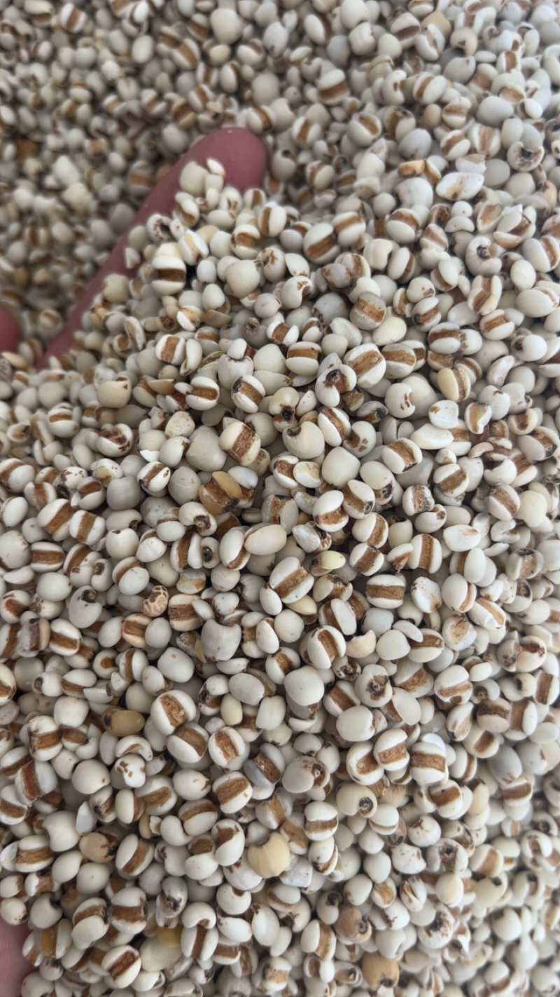 【文斌药业】薏米仁小薏米仁药食两用地道药材