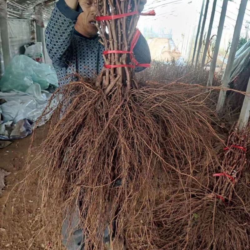 新品种阳光十三葡萄苗保证品种保证质量纯度南北方可种植