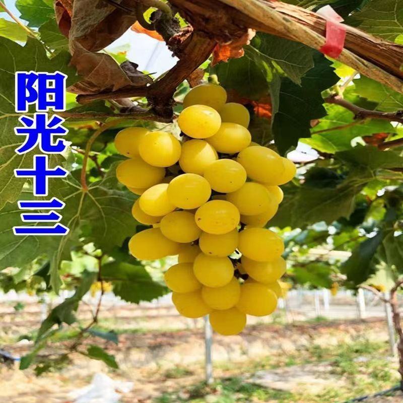 新品种阳光十三葡萄苗保证品种保证质量纯度南北方可种植