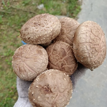 808鲜香菇物美价廉
