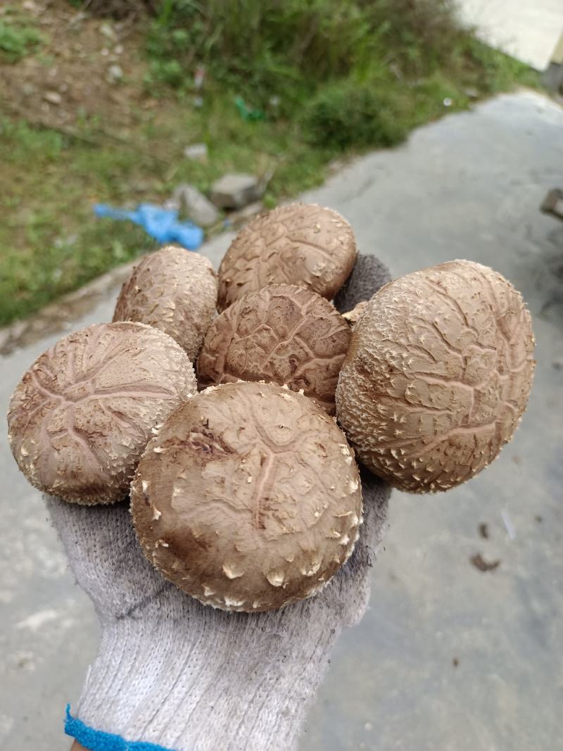 808鲜香菇物美价廉