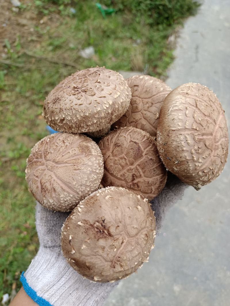 808鲜香菇物美价廉