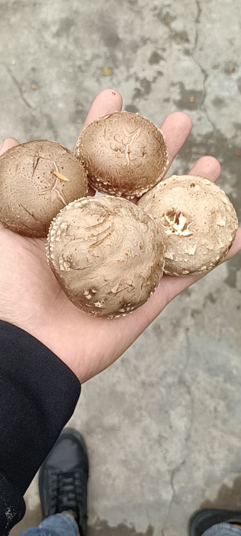 808鲜香菇物美价廉
