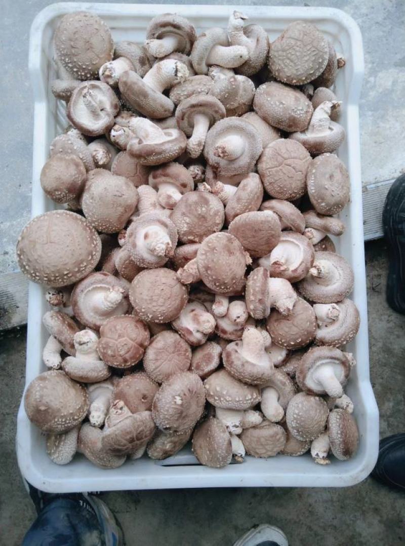 808鲜香菇物美价廉