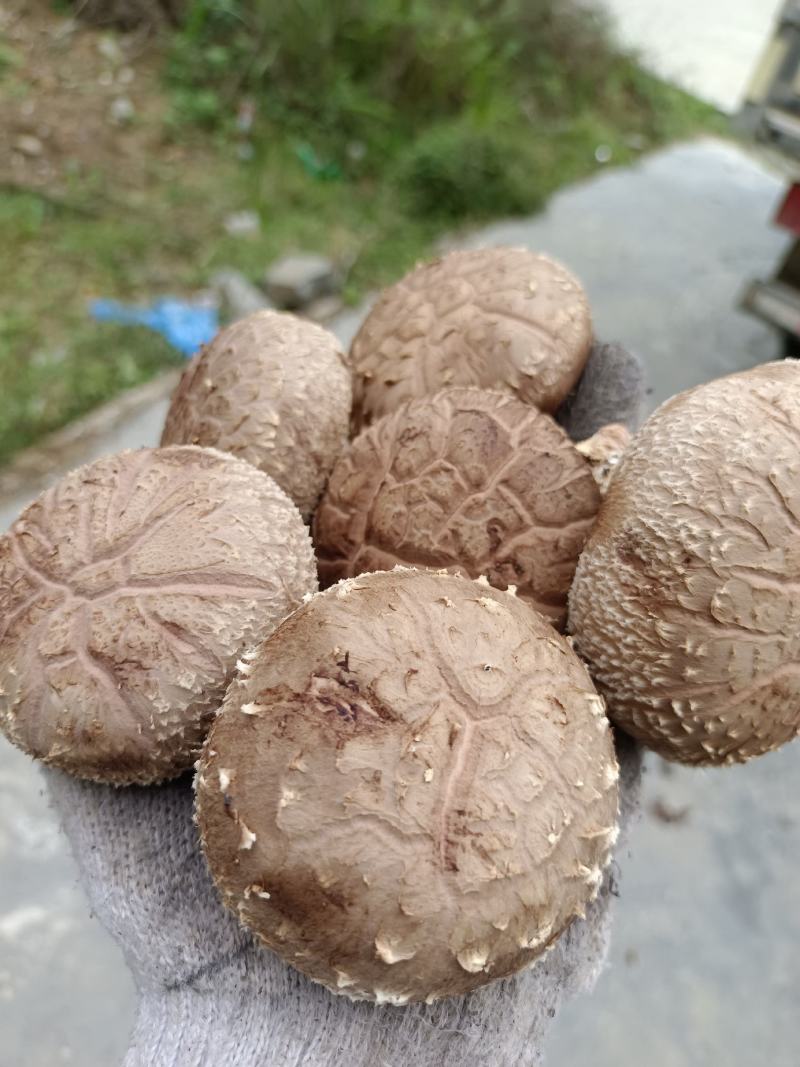808鲜香菇物美价廉