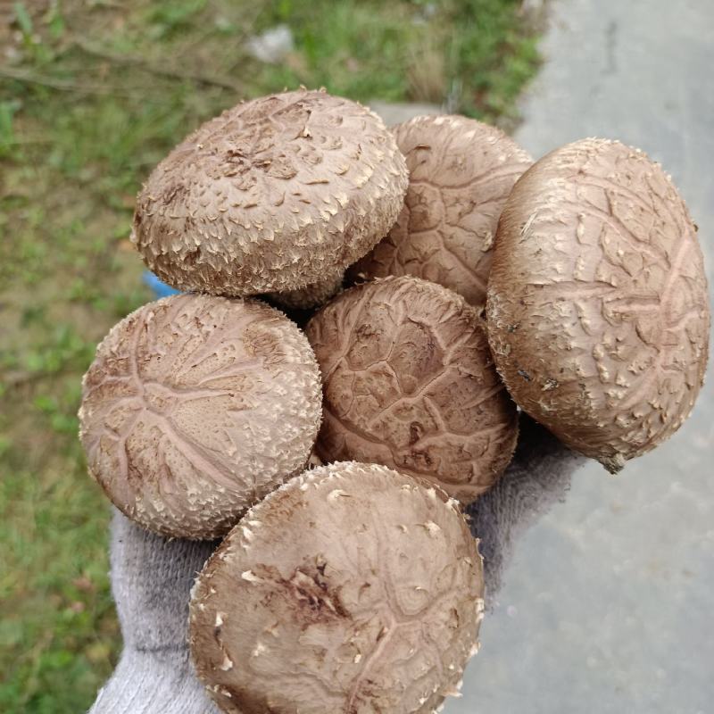808鲜香菇物美价廉