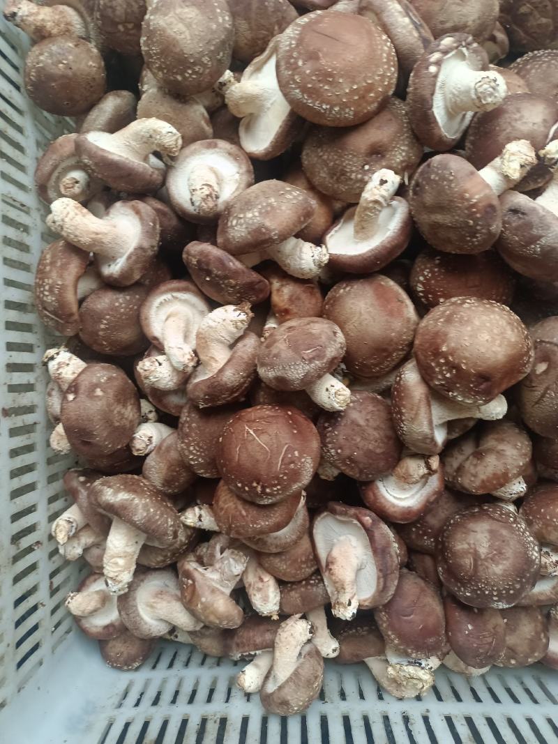808鲜香菇物美价廉