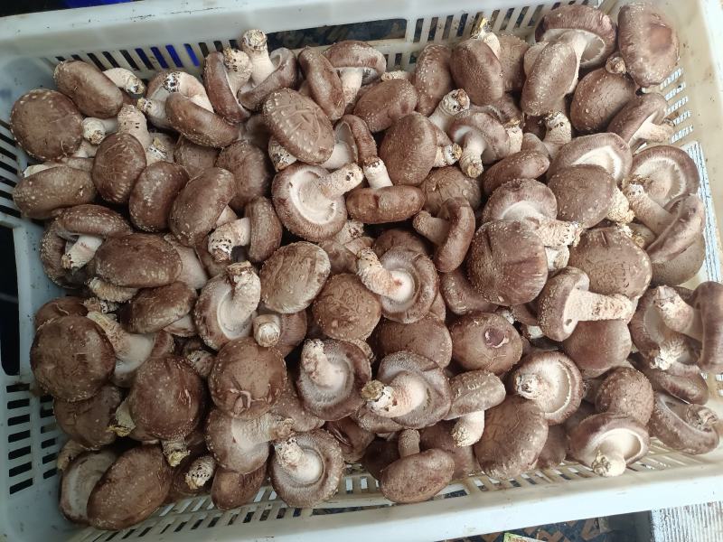 808鲜香菇物美价廉