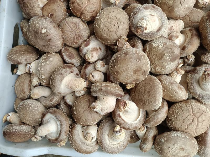 808鲜香菇物美价廉