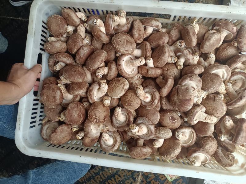 808鲜香菇物美价廉
