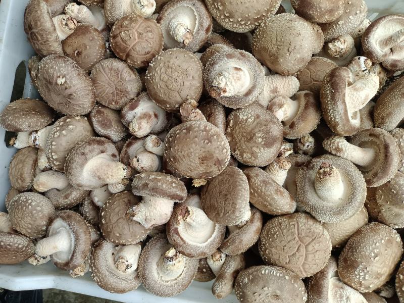 808鲜香菇物美价廉